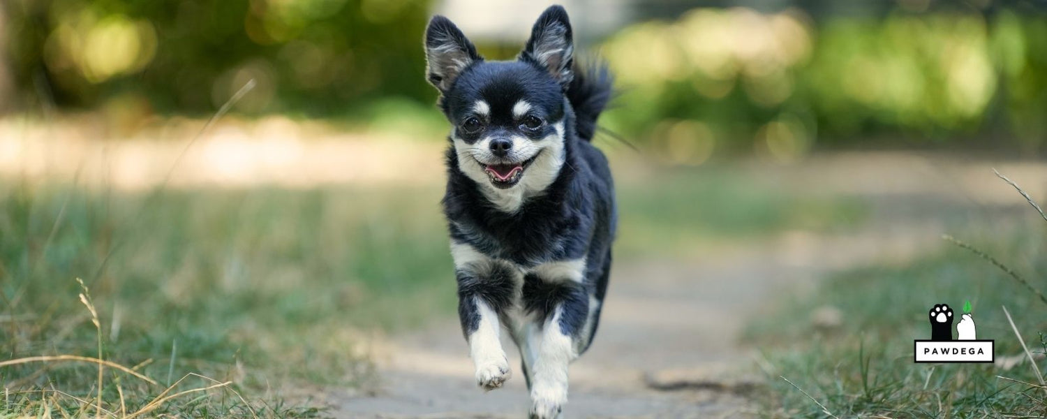 PEA for Dogs: What the Research Actually Shows