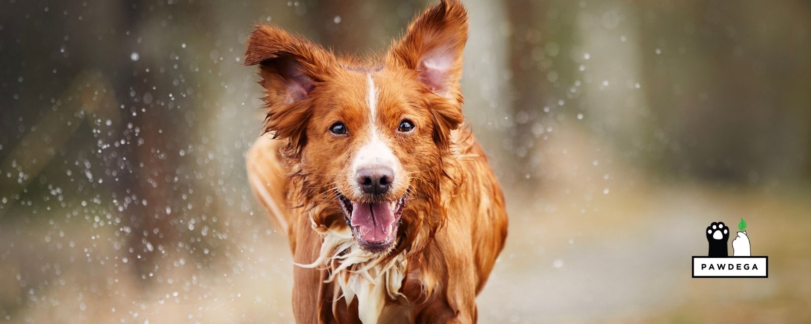 Dog running in the park with PAWDEGA logo in the corner