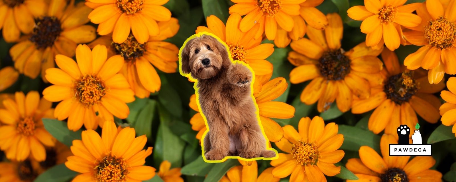 Calendula for Dogs: What It Actually Does, and How to Use It Safely