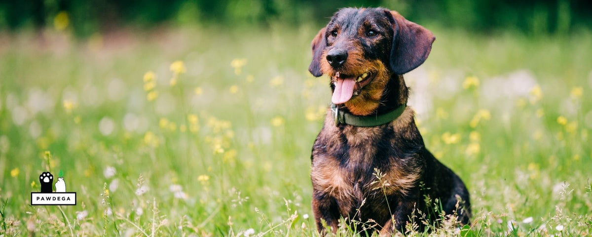 Natural Support for Kidney Disease in Dogs: What Works