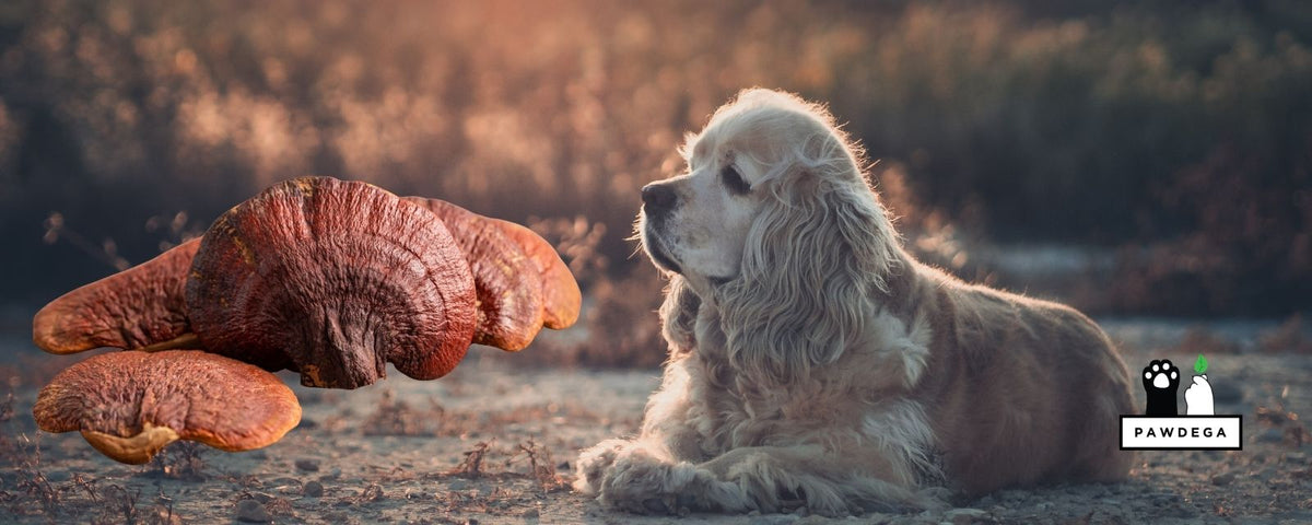 Dog sitting in the field with reishi mushrooms