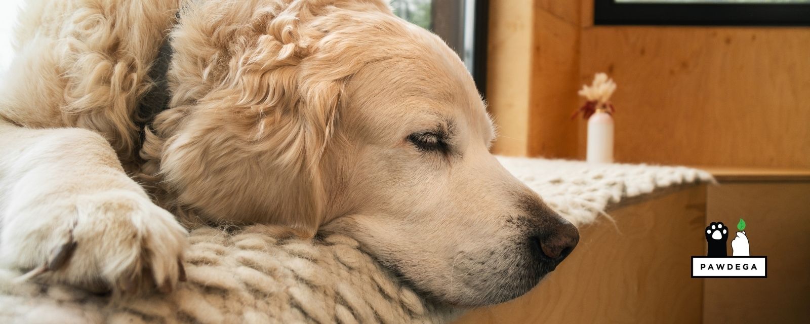 Yeast in Dogs: Why It Keeps Coming Back, and How to Support the Gut at the Root