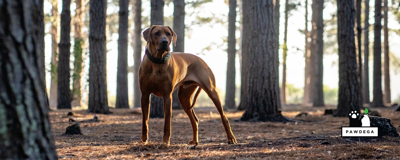 Flea and Tick Medication Side Effects in Dogs: What Pet Parents Are Not Told