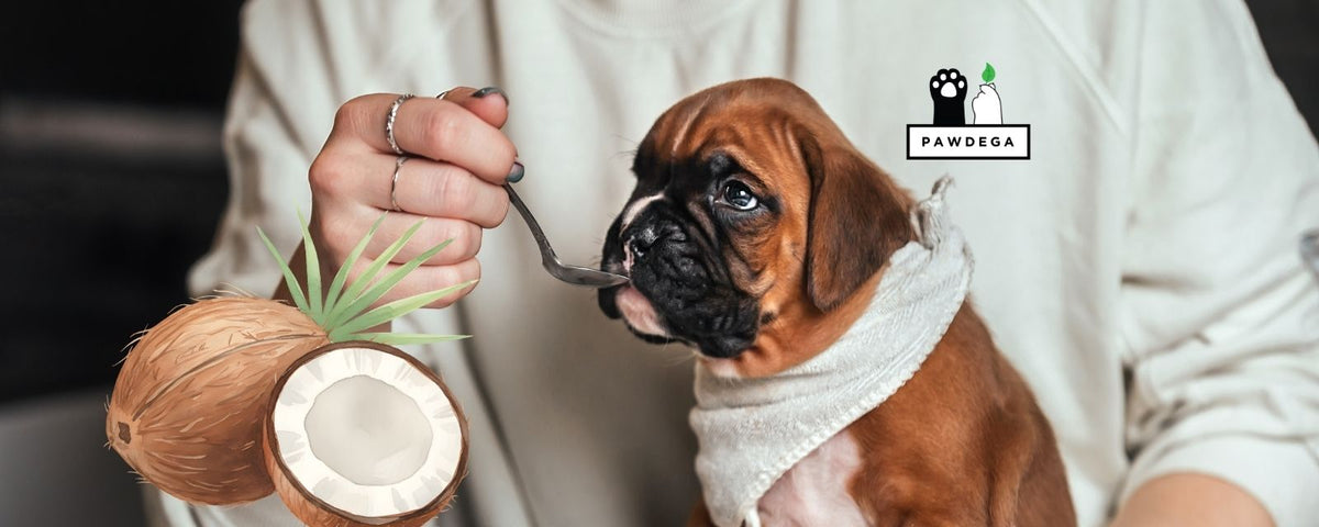 MCT Oil for Dogs: Benefits, Dosage, and What the Brain Research Actually Shows