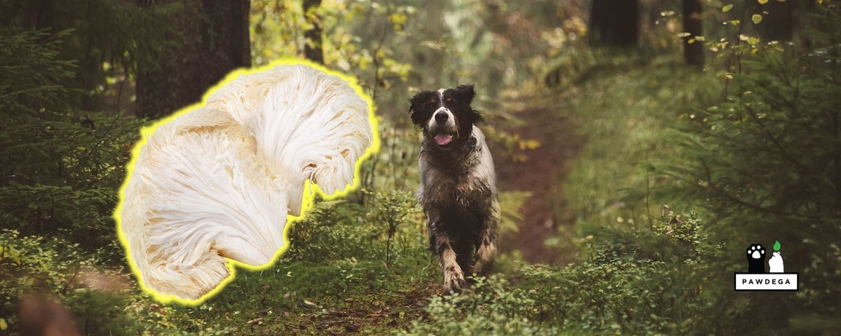 Lion's Mane for Dogs: What It Does and How to Feed It