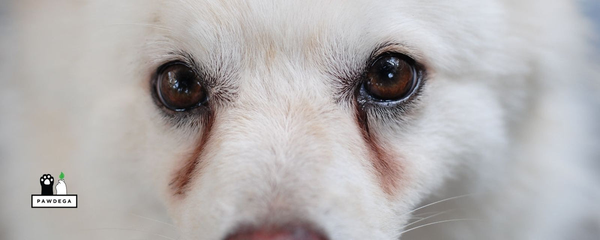 Dog with Tear Stains