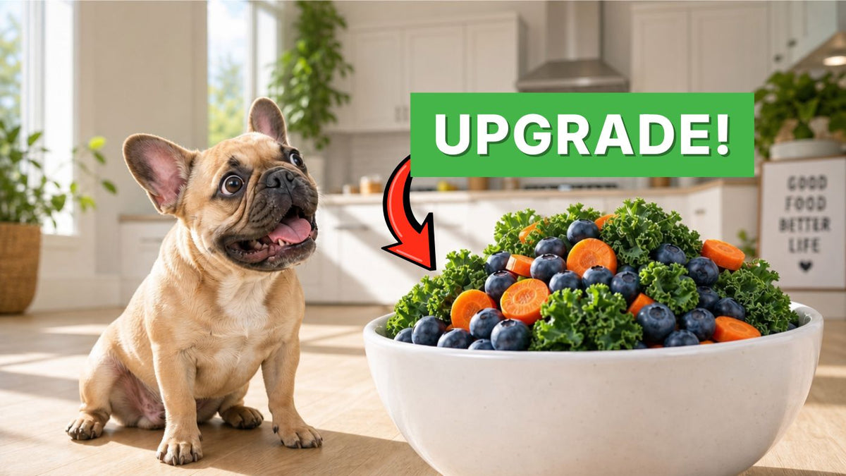 Antioxidant Rich Foods for Dogs: The Honest Guide to What Actually Helps