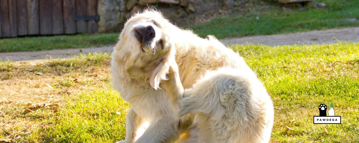 Fluffy dog scratching itself 