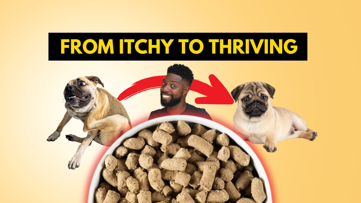 Freeze-Dried Raw for Dogs & Cats: Transform Coat, Digestion & Vitality in Weeks