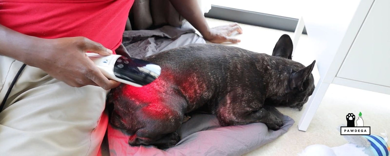 French Bulldog Getting Red Light therapy