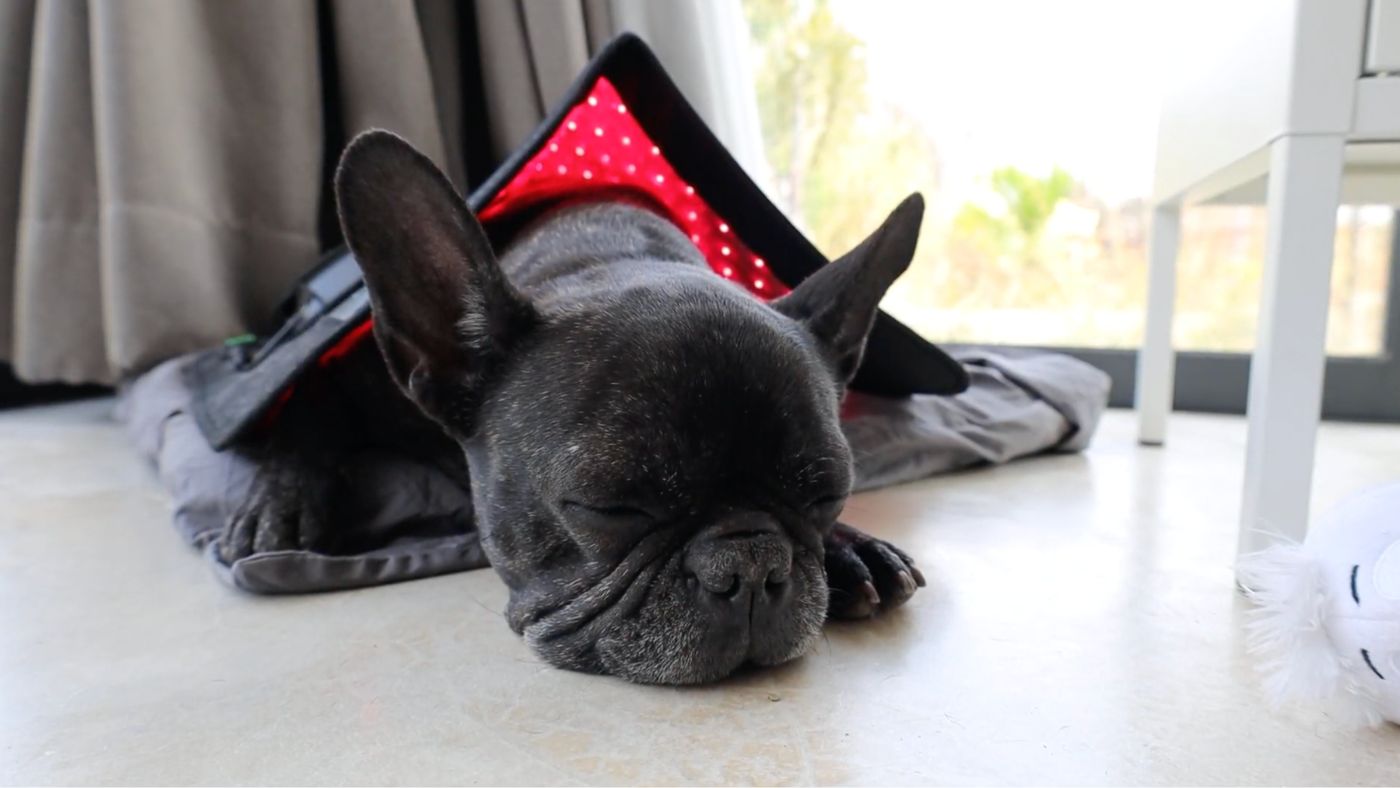 Red Light Therapy for Dogs With IVDD: What Actually Helped Milka
