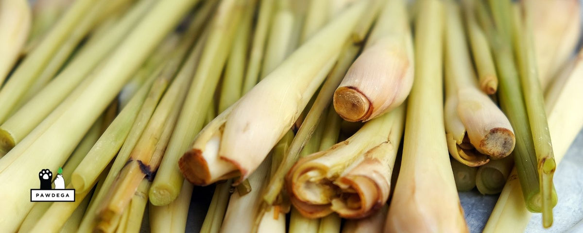 Lemongrass for Dogs: Benefits, Myths, and the Truth About Fleas and Ticks