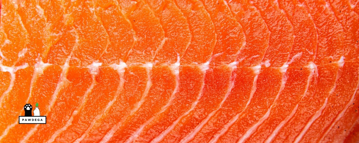 Wild Caught Salmon for Dogs: What I Feed and What I Skip