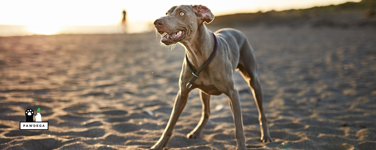 Funny dog on the beach for the EPI in Dogs blog post for PAWDEGA
