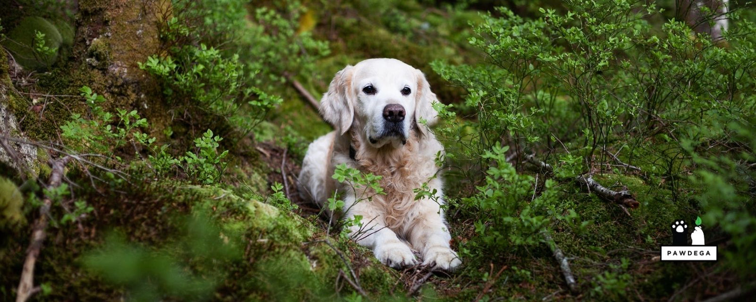 Natural Flea and Tick Prevention for Dogs That Actually Works