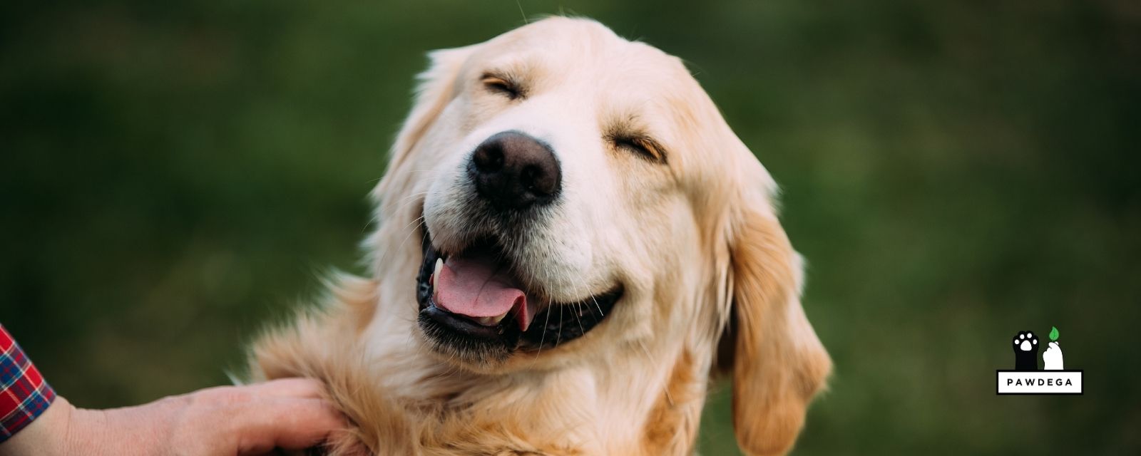 Postbiotics for Dogs: Do You Need a Supplement?