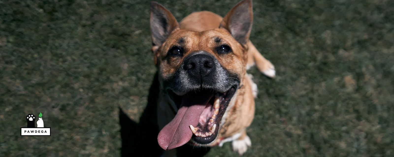 Relief Protocol for Dogs: Allergies and Yeast Explained