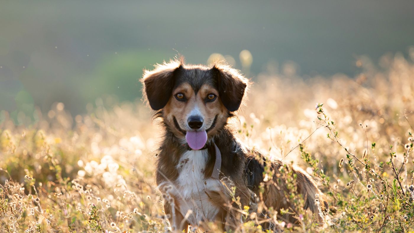 Happy healthy dog with tongue out standing in a sunlit golden field, illustrating digestive enzymes for dogs and gut health
