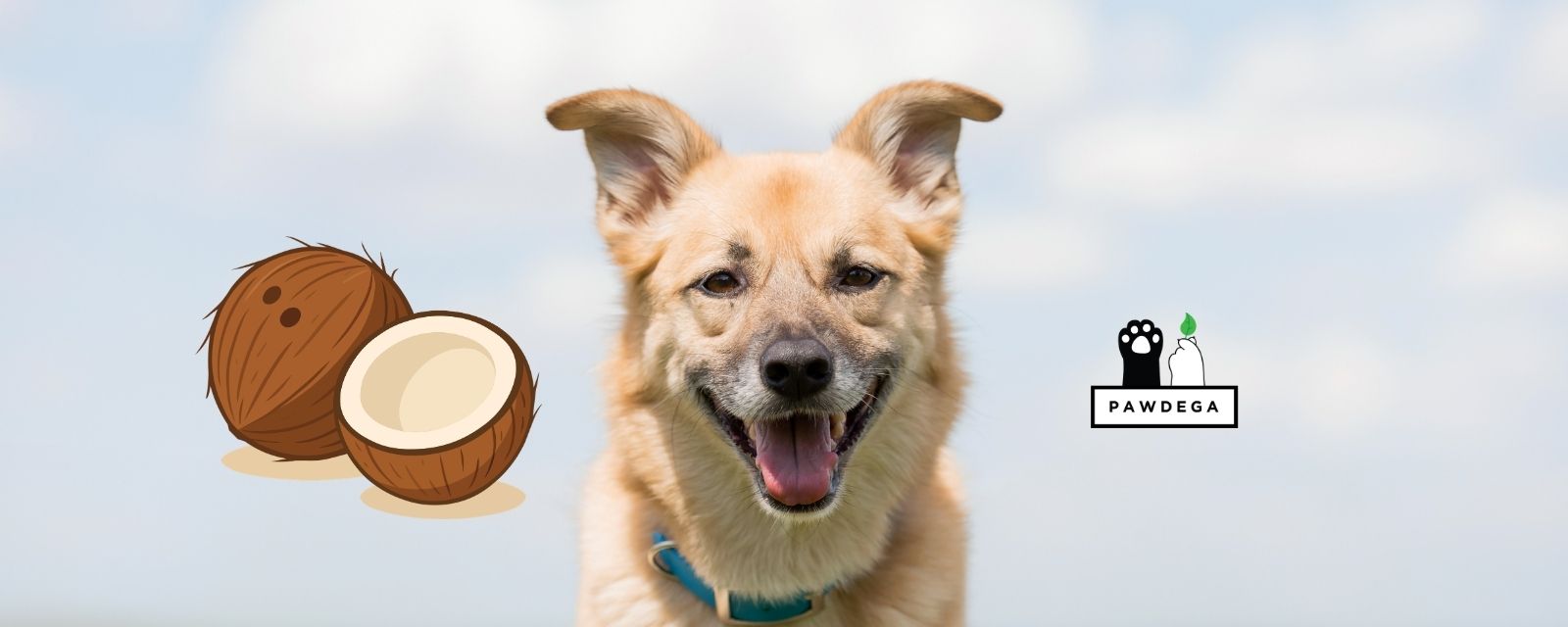 MCT Oil for Dogs With Seizures: What the Research Actually Shows