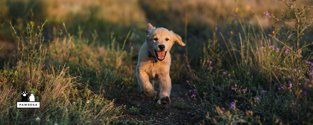 Colloidal Silver for Dogs: What the Research Actually Shows