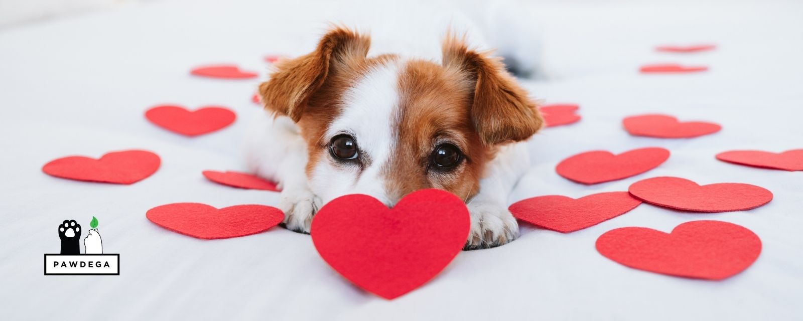 Natural Heart Health Support for Dogs: What Actually Works