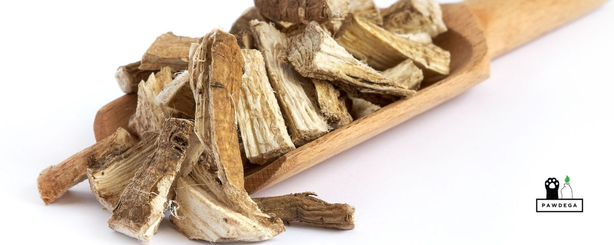 Marshmallow Root for Dogs: Comfort, Not Correction