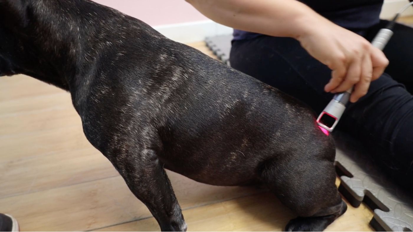 Laser Therapy for Dogs: An Honest Guide From Milka's IVDD Recovery