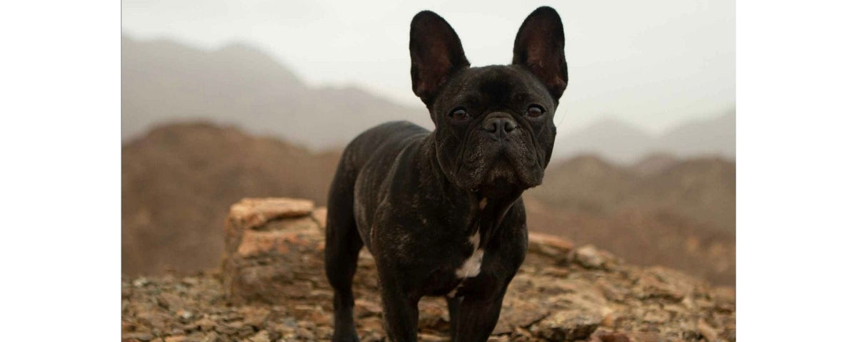 Natural Joint Support for Dogs: What Actually Helps
