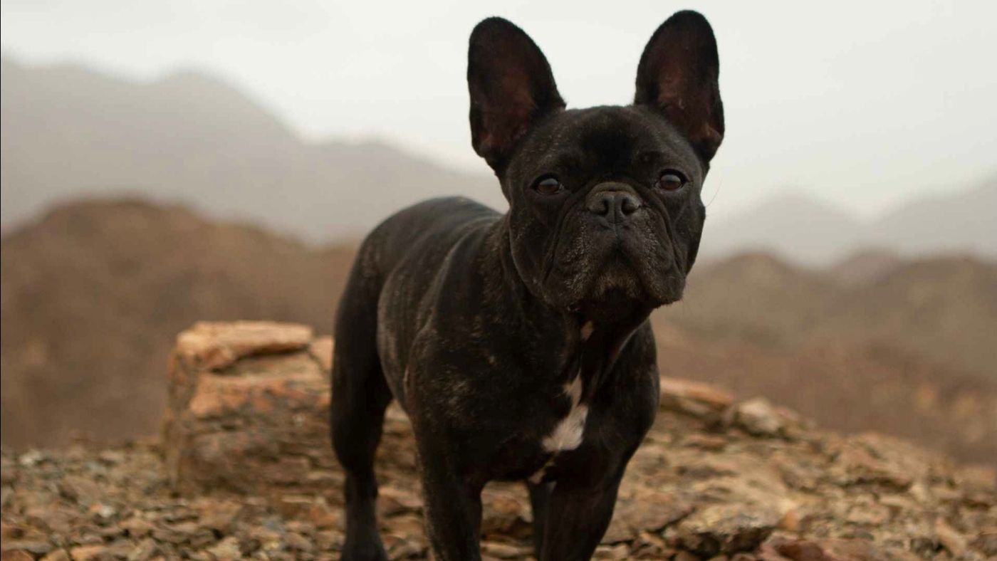 Milka Standing on a mountain 