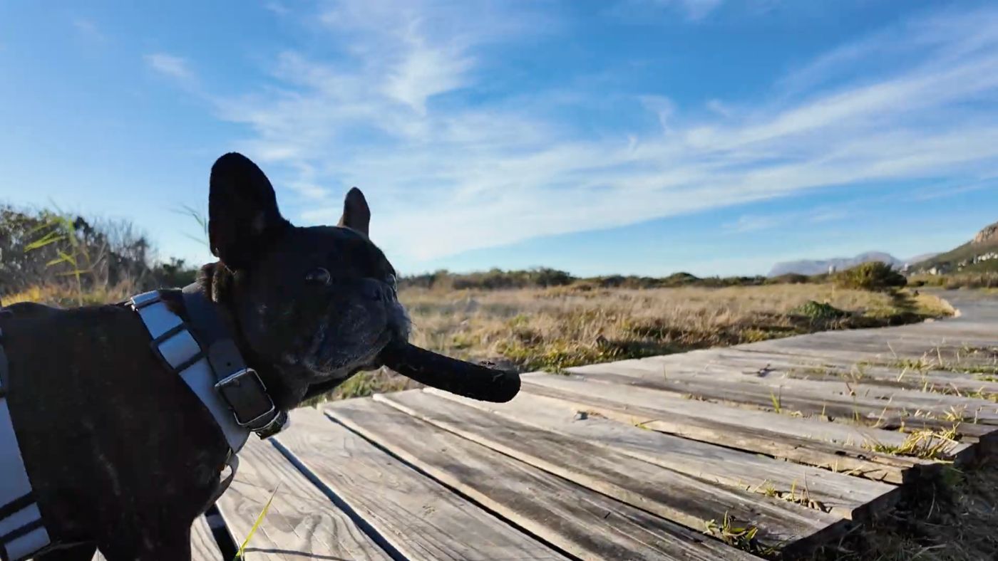 Natural Liver Support for Dogs: Why "Detox" and "Support" Aren't the Same Thing