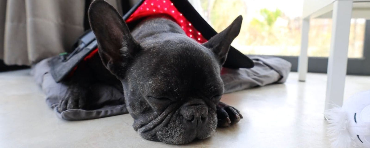 Black french bulldog getting red light therapy 