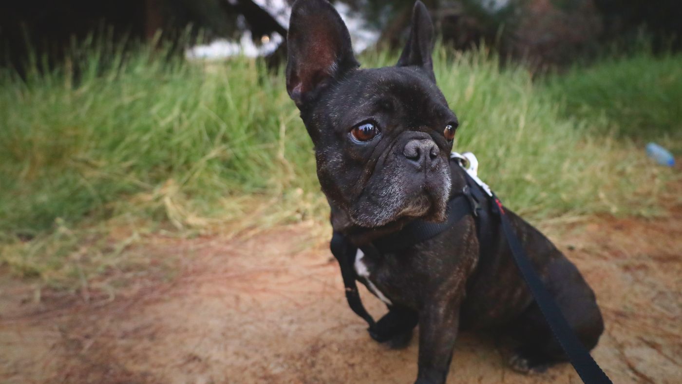 Is Rice Bad for Dogs With Yeast? What I Told My Sister