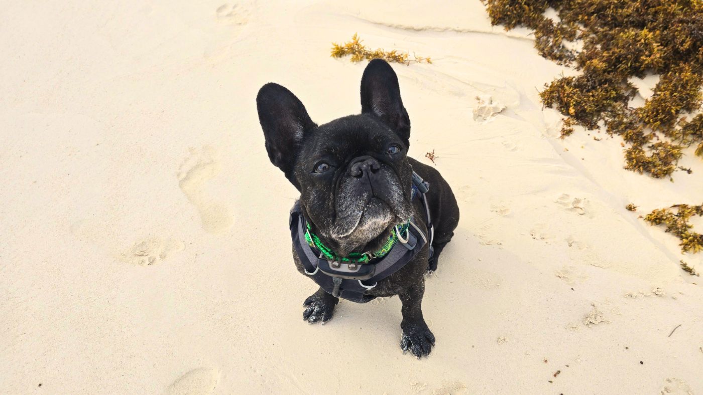 Dog Gut Health: The Root of Whole-Body Wellness