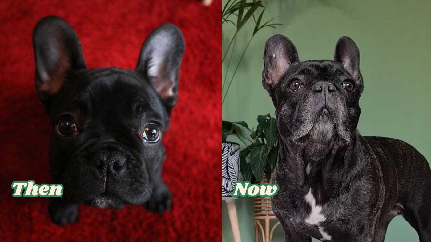 Milka, then and now thumbnail for Annual bloodwork 1
