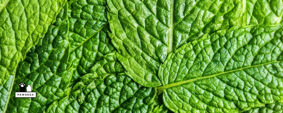 Close up shot of several bright green mint leaves filling the frame. The leaves have a clearly visible texture. The image is brightly lit, giving it a fresh, organic feel.