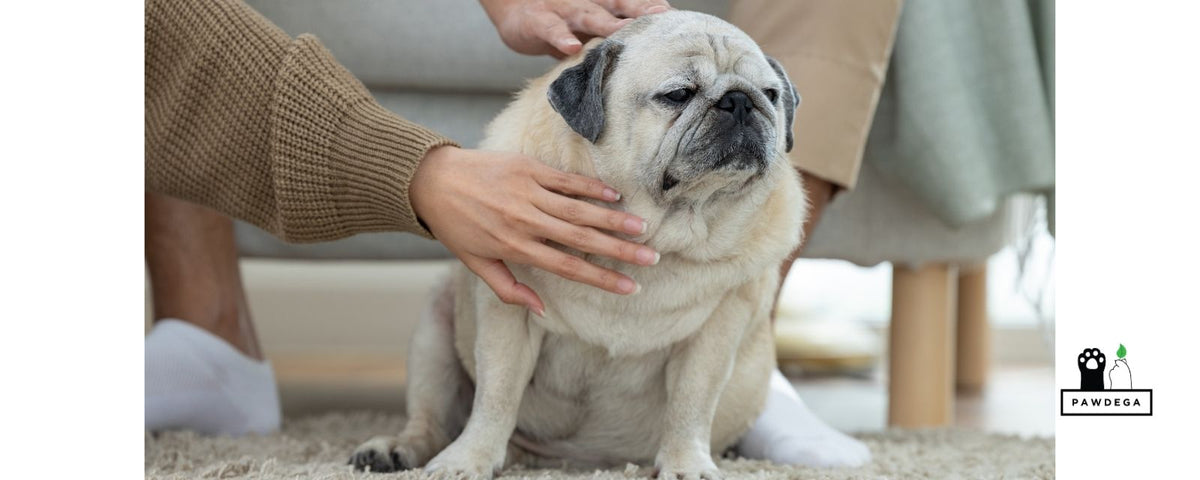 Overweight Dog: The Holistic Weight Plan That Works
