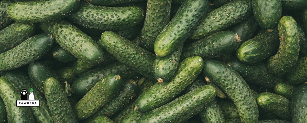 Pile of Fresh Green Pickling Cucumbers