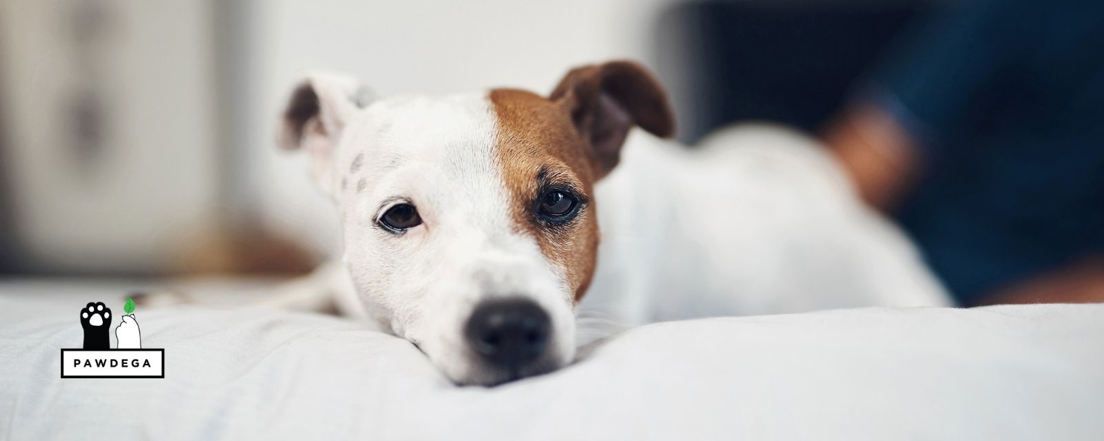 A calm dog resting comfortably at home, illustrating holistic support for recurring pancreatitis in dogs.