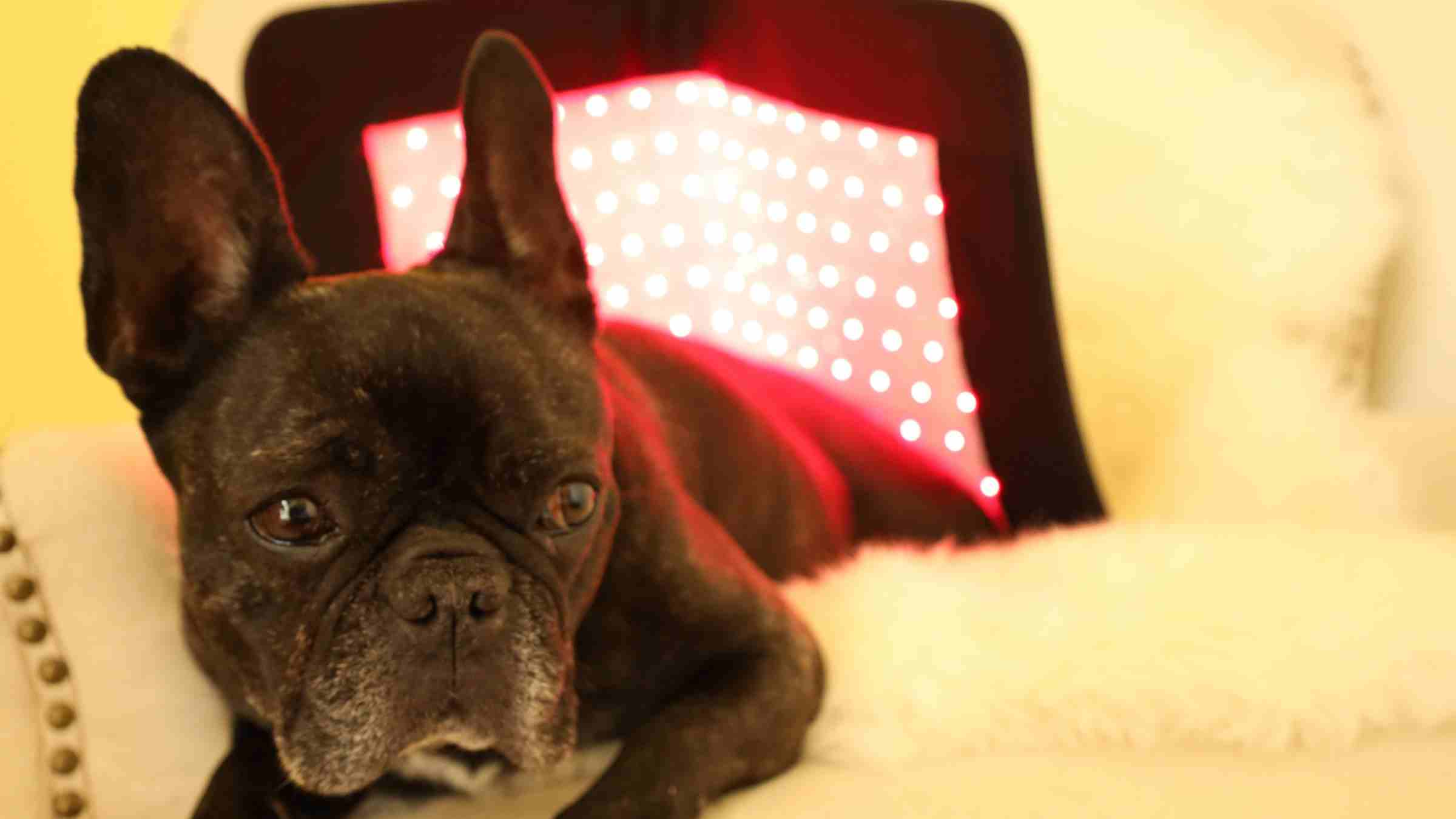 Red Light Therapy Device French Bulldog