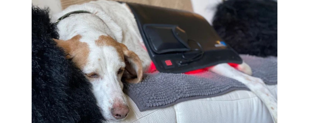 Red Light Therapy for Dogs With Hip Dysplasia: What Helps