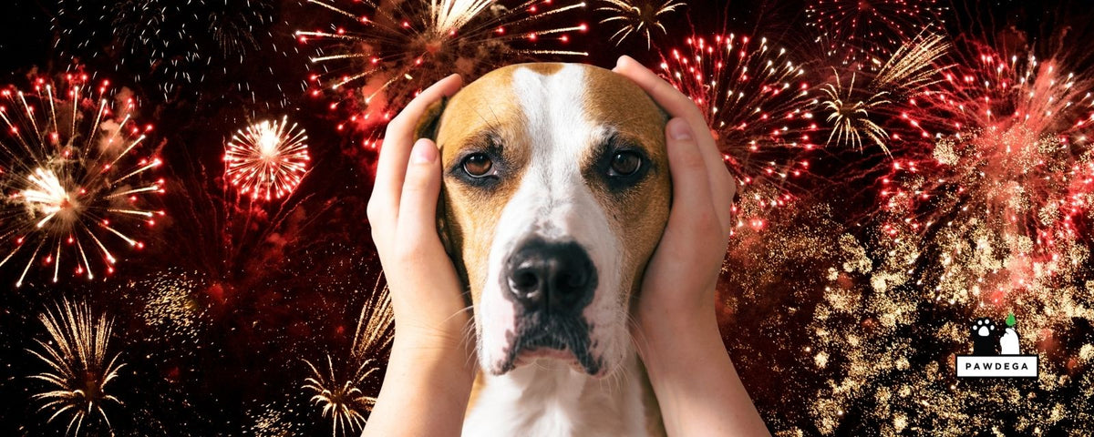 Dog Scared of Fireworks and Thunderstorms? What Works