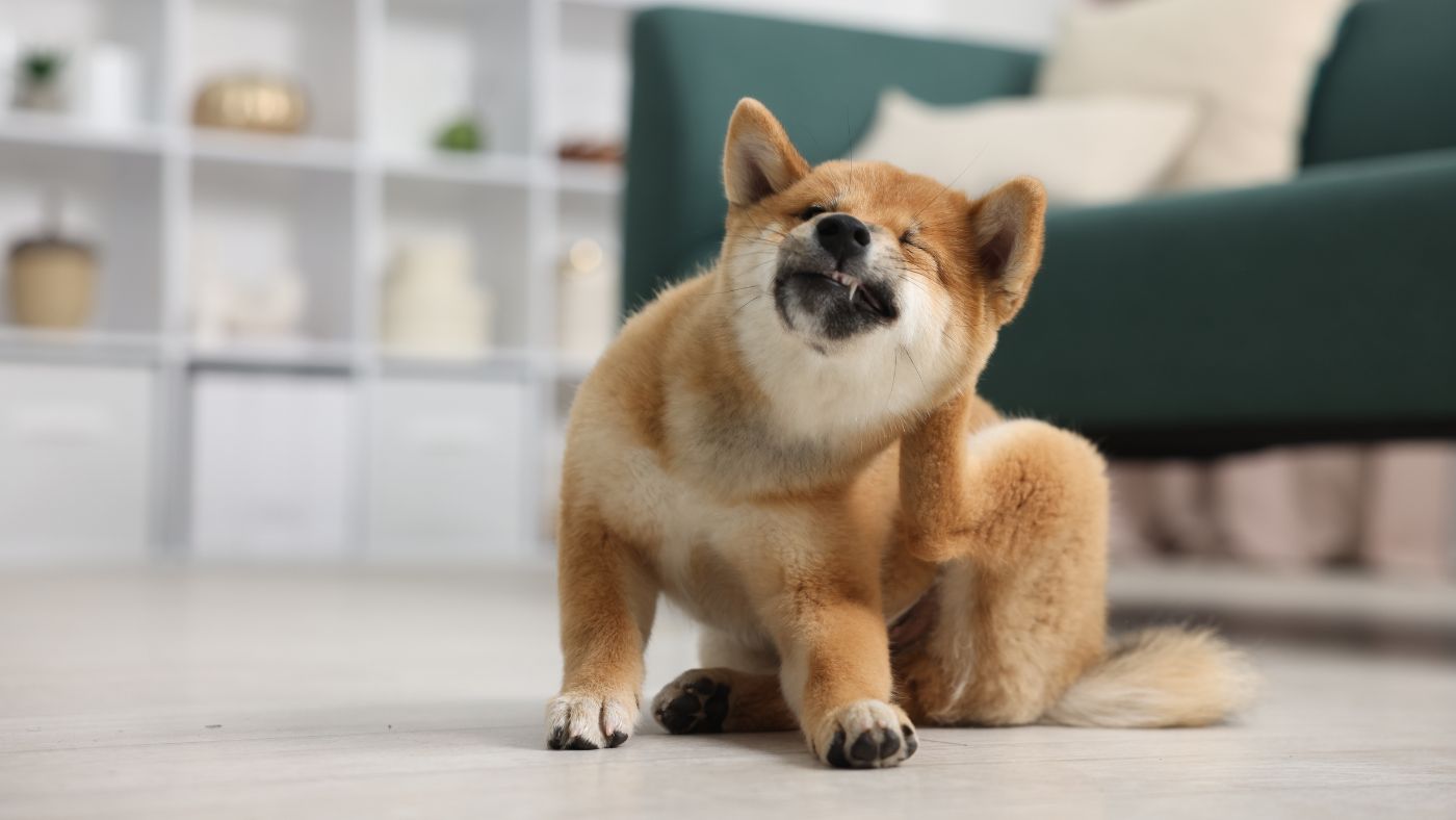 Benadryl for Dogs: What the Research Actually Shows