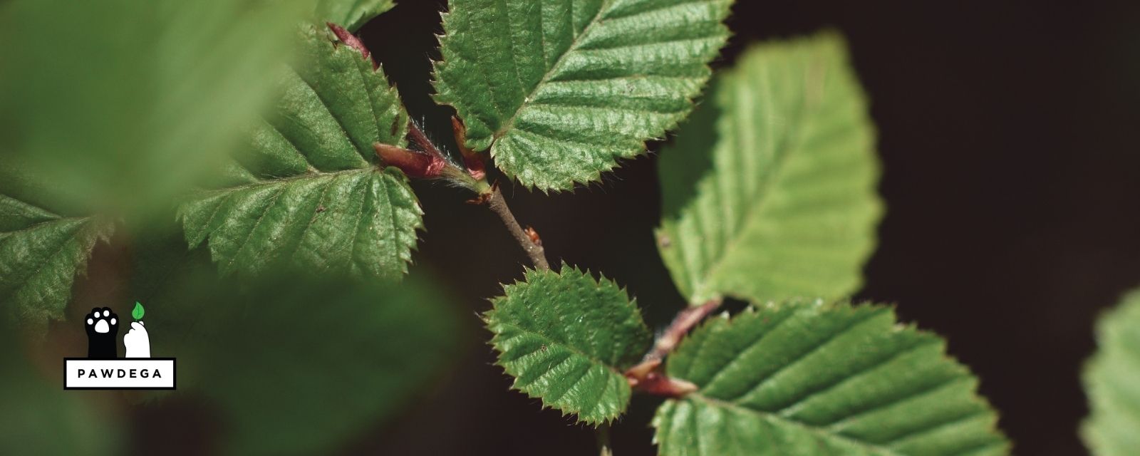 Slippery Elm for Dogs: What the Research Actually Shows