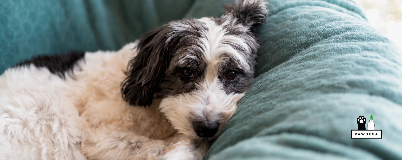 Separation Anxiety in Dogs: The Timing Most Pet Parents Get Wrong