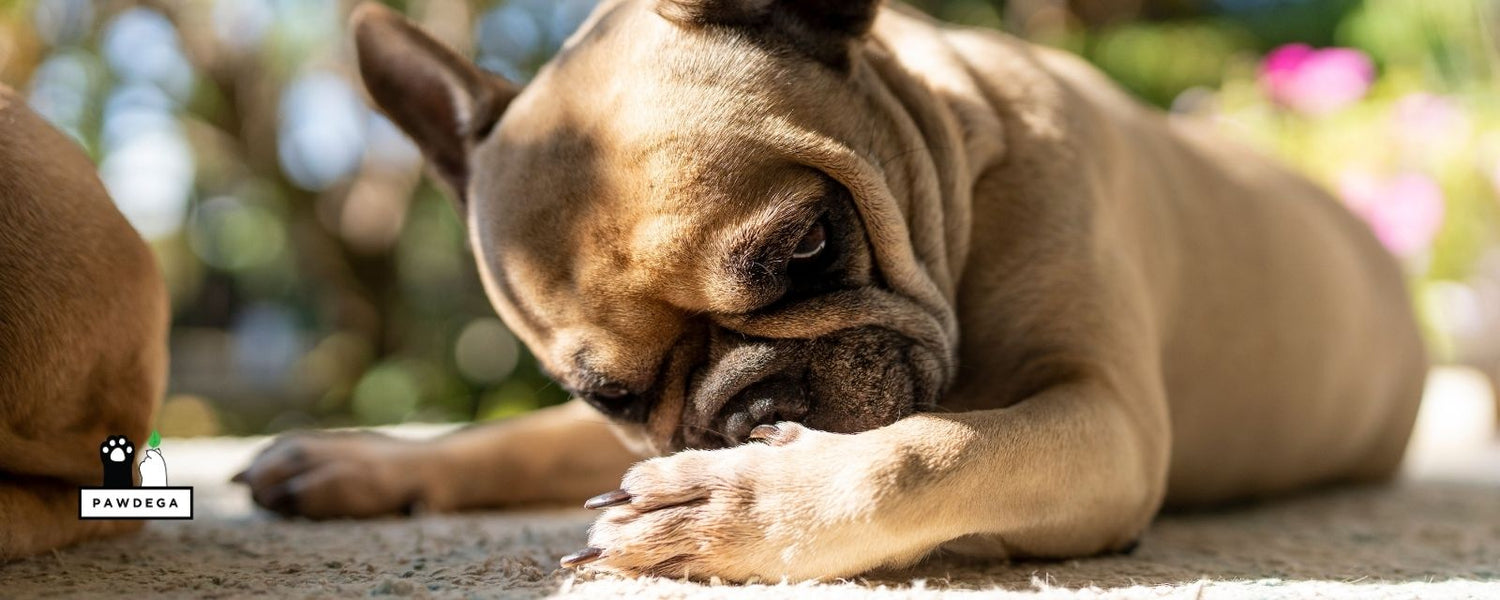 French Bulldog licking paws, illustrating CBD for dog allergies and itching