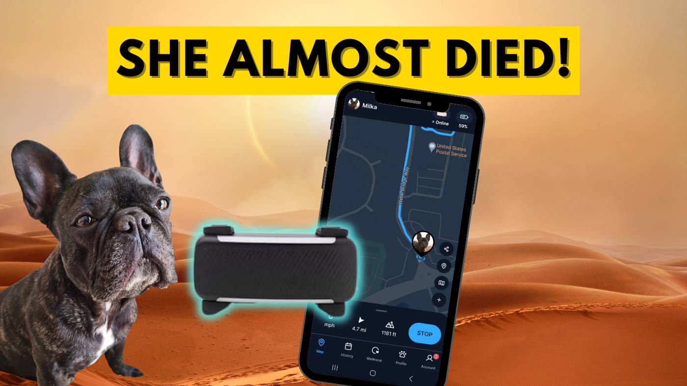 Tractive GPS Tracker Review for Dogs & Cats (2025): Is It Worth It?