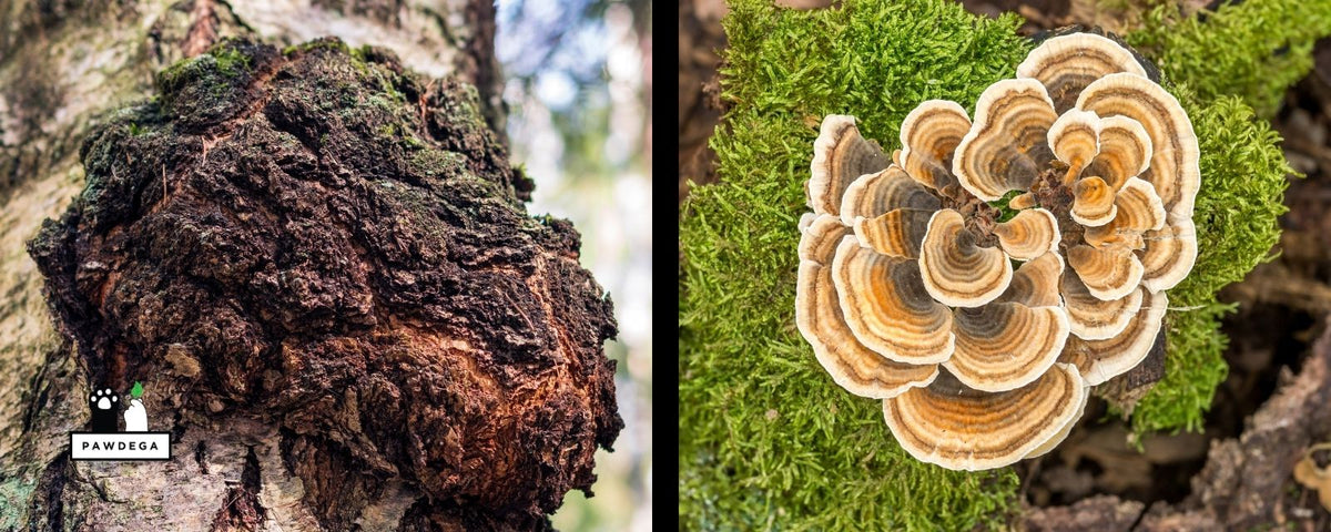 Turkey Tail and Chaa mushrooms