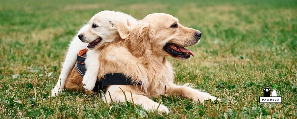 Two dogs are on the field outdoors. Adult and puppy golden retrievers