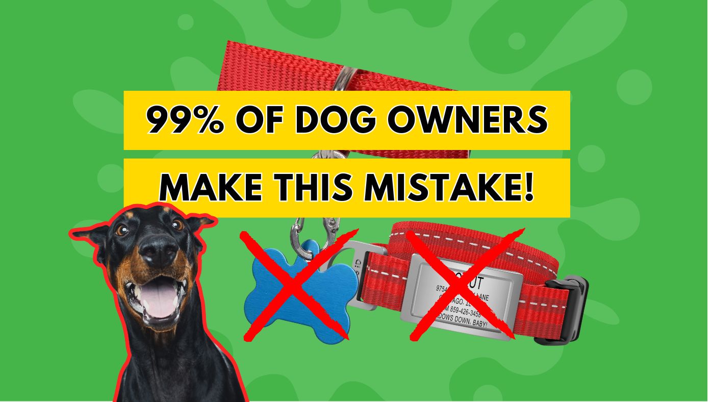 WHAT TO PUT ON A DOG TAG (AND WHAT NOT TO PUT) FOR YOUR DOG'S SAFETY