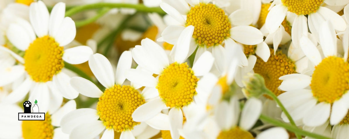 Chamomile for Dogs: Benefits, Safety and How to Use It